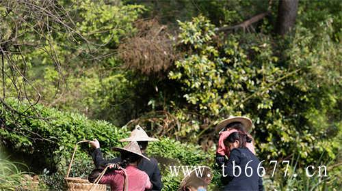 银针白毫茶福鼎市