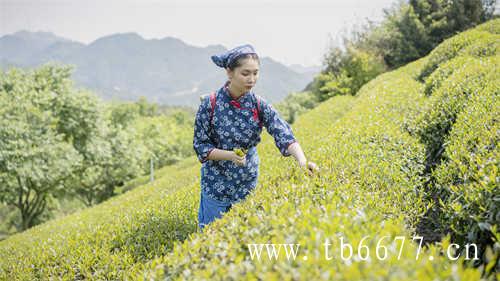 烹煮老白茶清甜幽韵喝老白茶