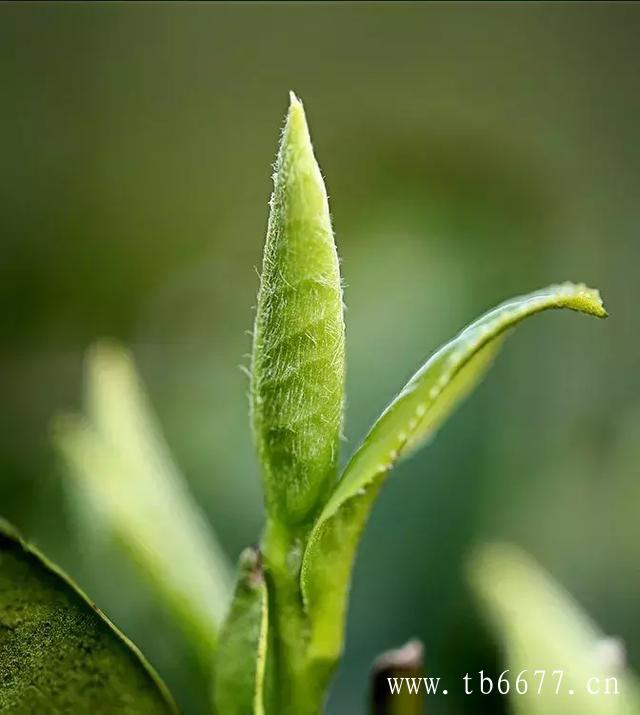 白牡丹药效价值