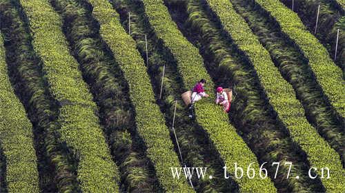 台湾乌龙茶与闽台乌龙茶同根同祖