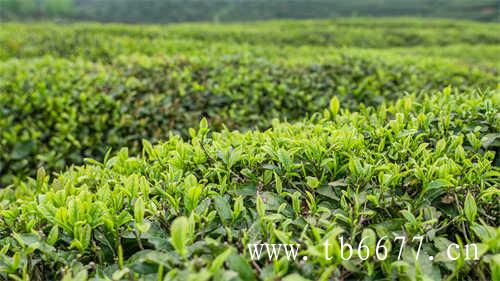 这个夏天就靠冷泡茶拯救