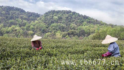 乌龙茶的种类有哪些