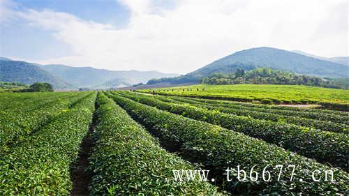 福建省福鼎市白茶饼茶