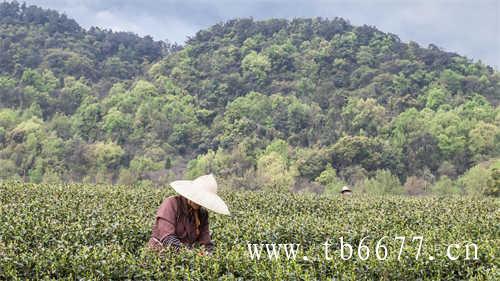 新白茶到老白茶茶香更迭