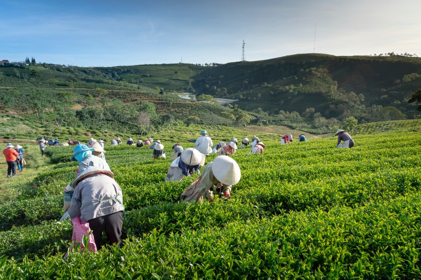 福鼎白茶如何存放更好