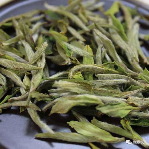 福鼎白茶春茶和秋茶的区别