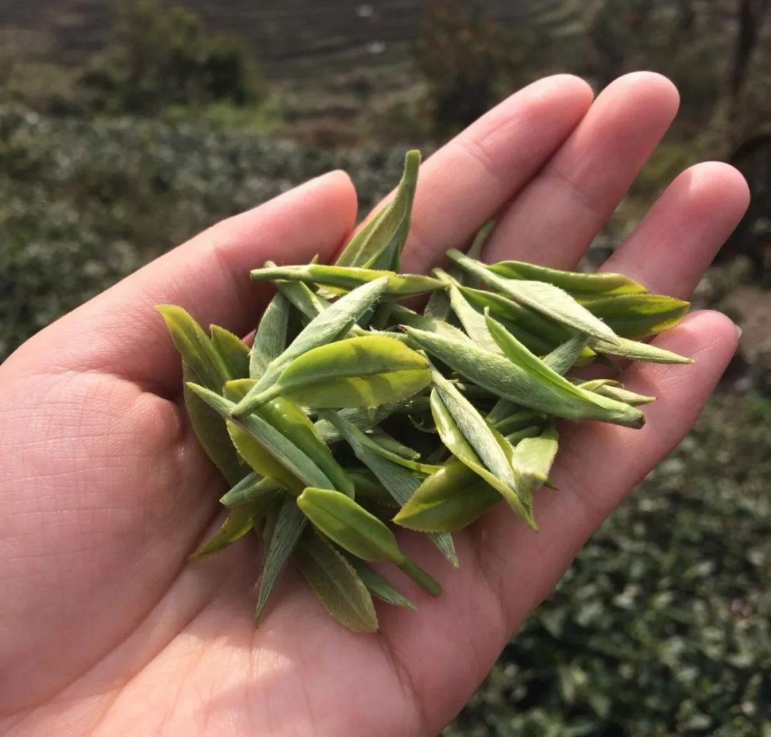 福鼎白茶属于红茶类还是绿茶类