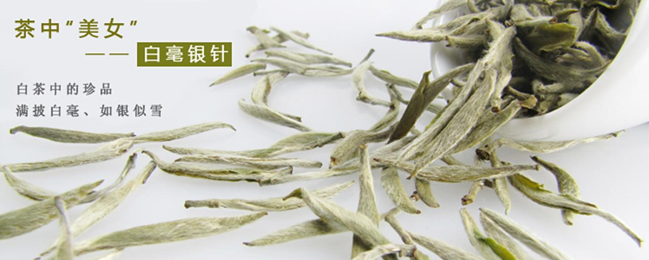 福鼎白茶高山云雾早春茶的价格