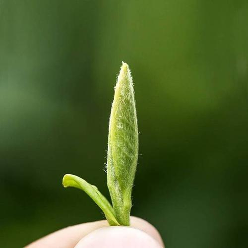 福鼎白茶泡开水多少度