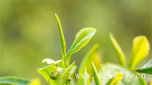 鸭屎香宝藏茶你喝过吗