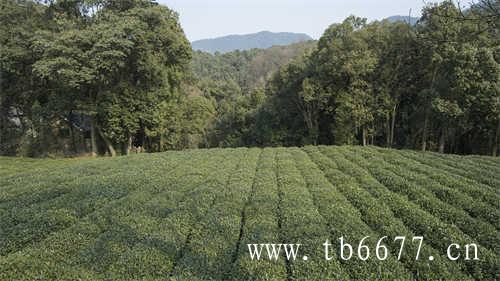 贡眉茶的价格决定因素