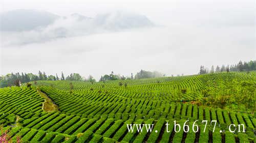 福鼎太姥山白茶茶饼