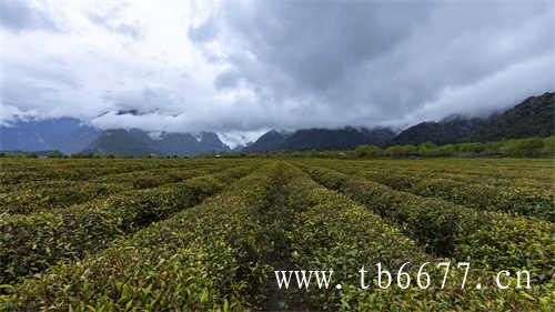 武夷岩茶那么多您喝懂了几个