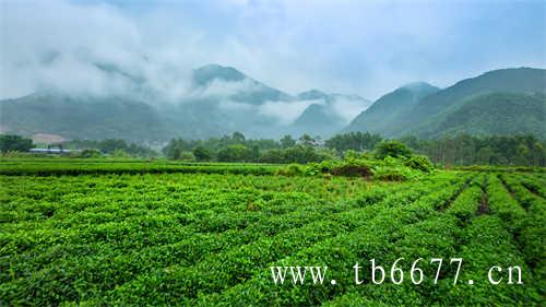 安溪乌龙茶的历史