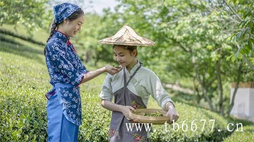 寿眉白茶简介什么是寿眉白茶