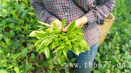 广西横县茉莉花茶的历史