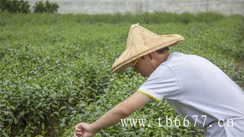 老白茶用紫砂还是盖碗