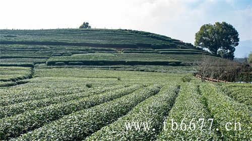 散茶与饼茶的终极较量