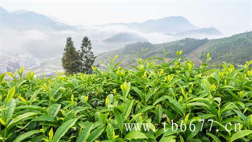 六大类茶汤哪一泡最好喝