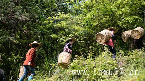 闽北乌龙茶是被子植物门