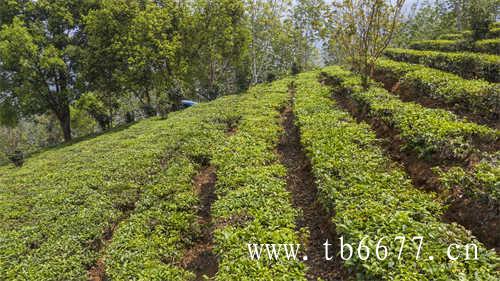 走进福鼎细看每个茶区的不同