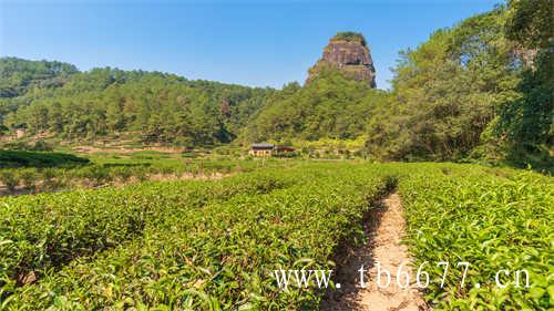 特级老白茶寿眉茶饼价格