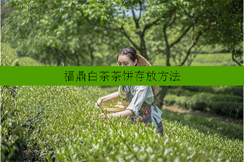 福鼎白茶茶饼存放方法