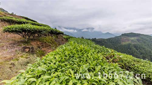 乌龙茶调味茶