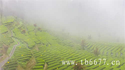 台湾乌龙茶你了解多少