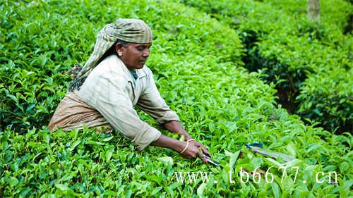 白茶黄茶青茶红茶可不是呦黑茶